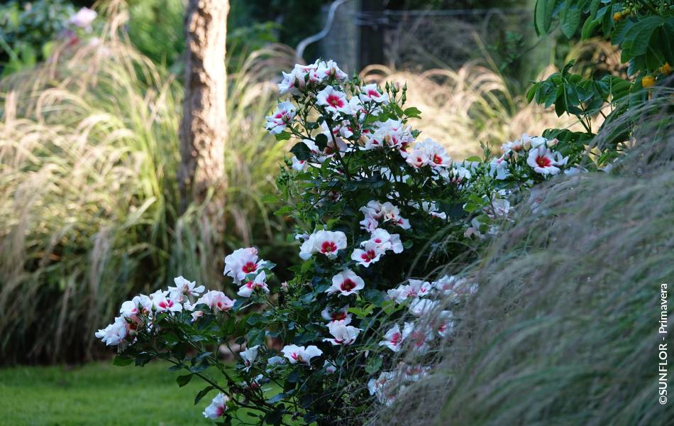 ©SUNFLOR - Primavera